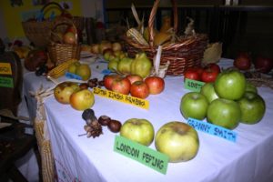 Izložba starih sorti jabuka